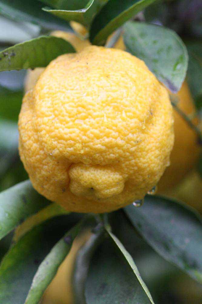            Fruit (Limoneira, Riverside, CA)   